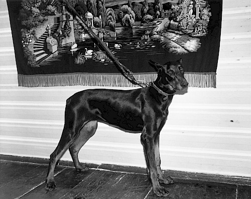 Schwarzer Hund, Leipzig 1983
